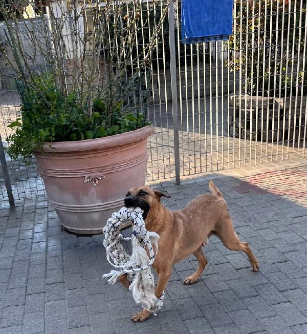 ARGO STA INVECCHIANDO IN CANILE Foto 2